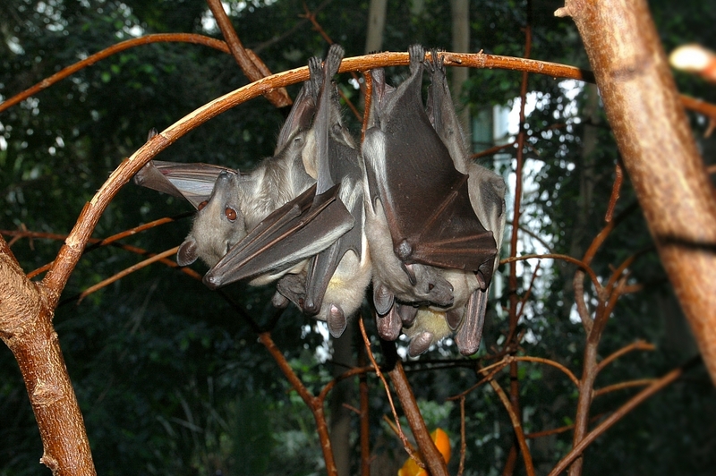 Eidolon helvum fg01 - Straw-coloured fruit bat (Eidolon helvum).JPG