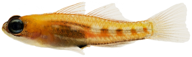 Coryphopterus personatus - pone.0010676.g167 - Coryphopterus personatus, Masked goby.png