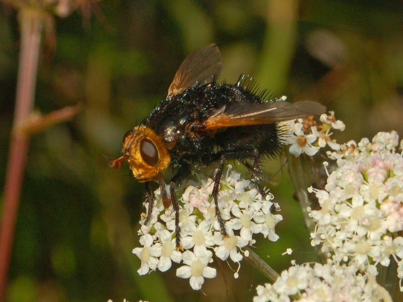 Tachinidae - Tachina grossa-1 - Tachina grossa (giant tachinid fly).JPG