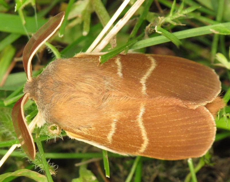 Macrothylacia rubi RF - Macrothylacia rubi (fox moth).jpg