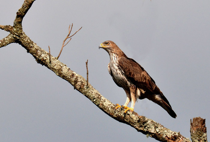 Bonelli's Eagle - Bonelli's eagle (Aquila fasciata).jpg