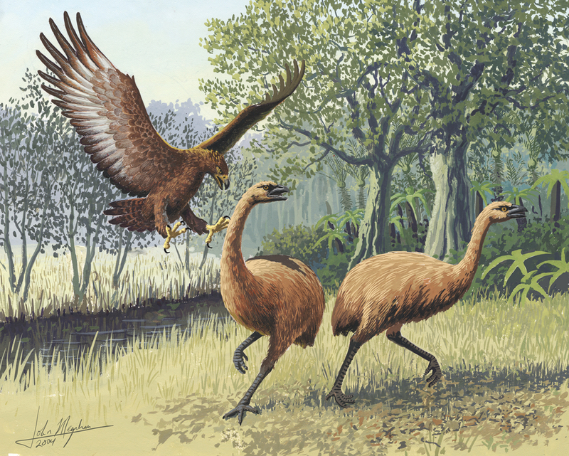 Giant Haasts eagle attacking New Zealand moa - Haast's eagle (Harpagornis moorei).jpg