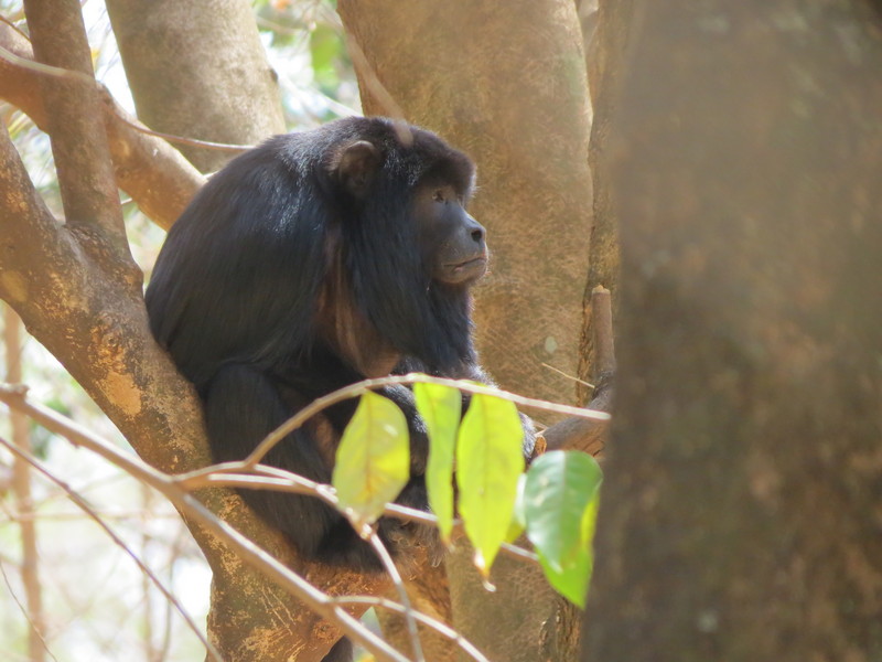 Alouatta caraya male - black howler, black-and-gold howling monkey (Alouatta caraya).JPG