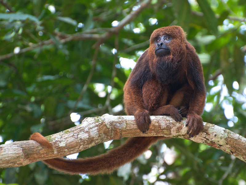 Brown Howler Monkey 6 - brown howler (Alouatta guariba).jpg