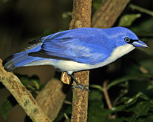 Blue Vanga - blue vanga (Cyanolanius madagascarinus).jpg