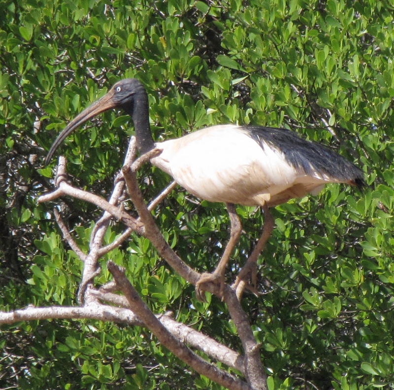 Ibis sacré de Madagascar - Malagasy sacred ibis or Madagascar sacred ibis (Threskiornis bernieri).JPG