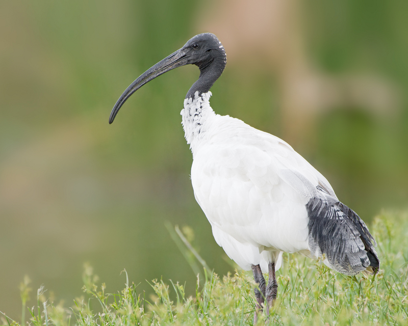 Threskiornis molucca - Perth - Australian white ibis (Threskiornis moluccus).jpg