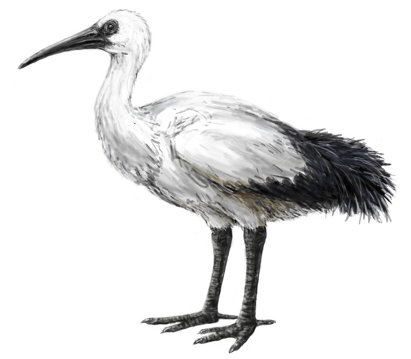 Réunion Ibis - Réunion sacred ibis (Threskiornis solitarius).jpg