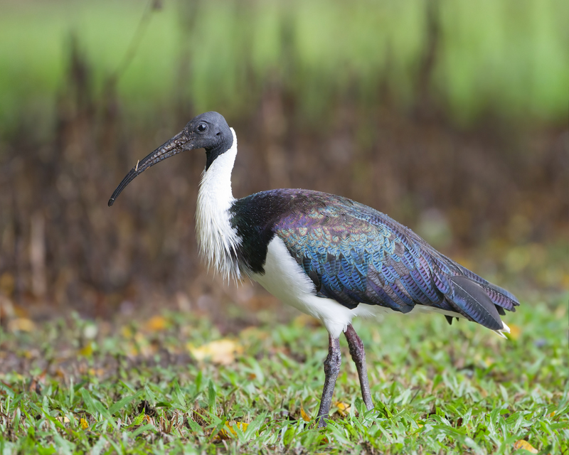 Threskiornis spinicollis - Centenary Lakes - straw-necked ibis (Threskiornis spinicollis).jpg