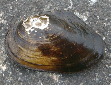 Anodonta anatina1 - duck mussel, Anodonta anatina.jpg