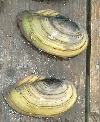 Anodonta cygnea1 - swan mussel, Anodonta cygnea.jpg