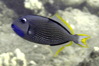 2005-03-01 - Gilded triggerfish - Gilded triggerfish, blue-throated triggerfish (Xanthichthys auromarginatus).jpg