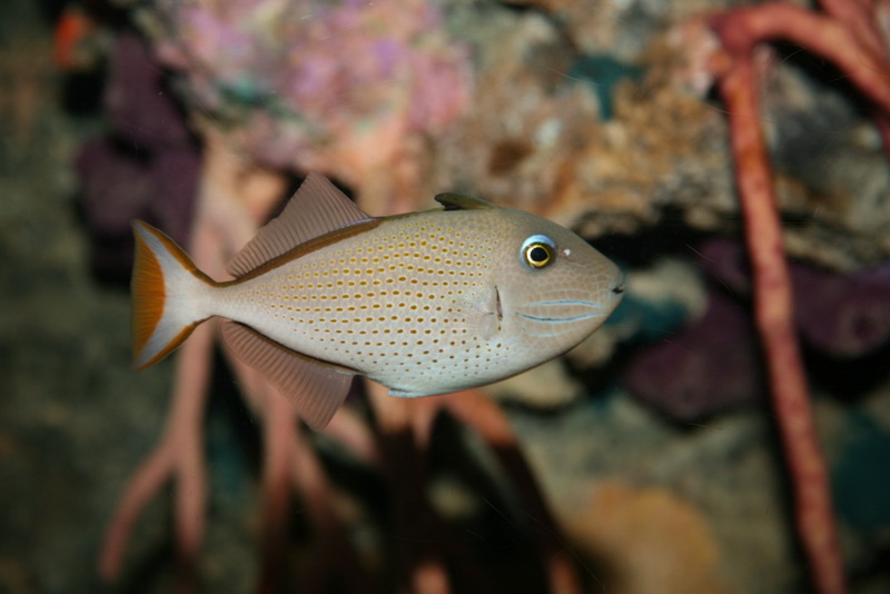 Sargassum Triggerfish (Xanthichthys ringens).jpg