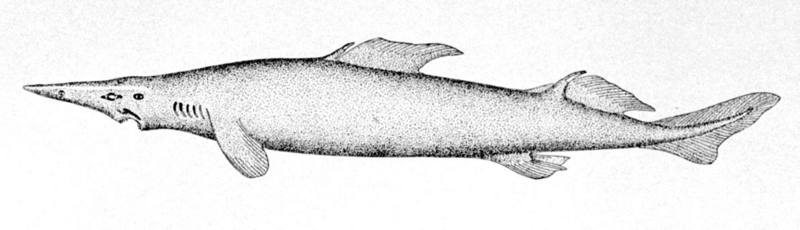 Scymnodon ringens - knifetooth dogfish (Scymnodon ringens).jpg