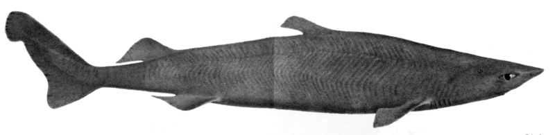 Zameus squamulosus1 - velvet dogfish, Zameus squamulosus.jpg