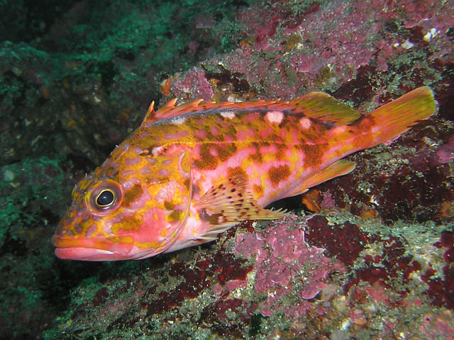 AyameKG - Yellowbarred Stingfish (Sebastiscus albofasciatus).jpg