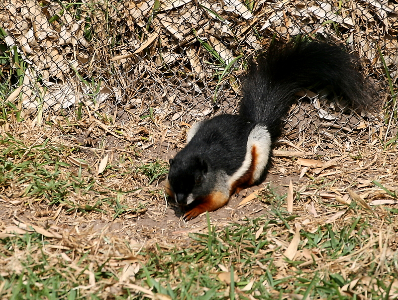 Callosciurus prevostii -Temaiken Zoo-8a - Prevost's squirrel or Asian tri-colored squirrel (Callosciurus prevostii).jpg