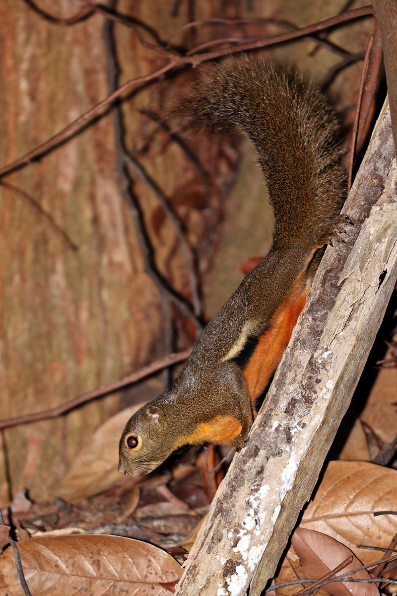 Squirrel--Bukit-Timah - plantain squirrel, oriental squirrel, tricoloured squirrel, Callosciurus notatus.jpg