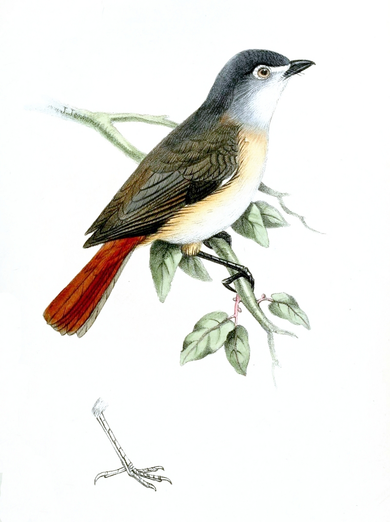HylophorbaRuticillaJennens - red-tailed vanga (Calicalicus madagascariensis).jpg
