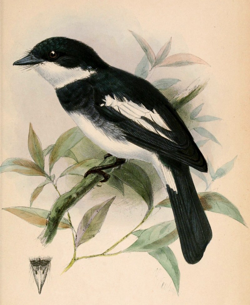 Pseudobias wardi 1870 - Ward's flycatcher, Ward's flycatcher-vanga (Pseudobias wardi).jpg