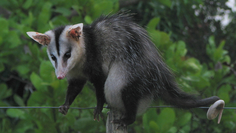 Didelphis albiventris, Bahia, Brazil - white-eared opossum (Didelphis albiventris).jpg