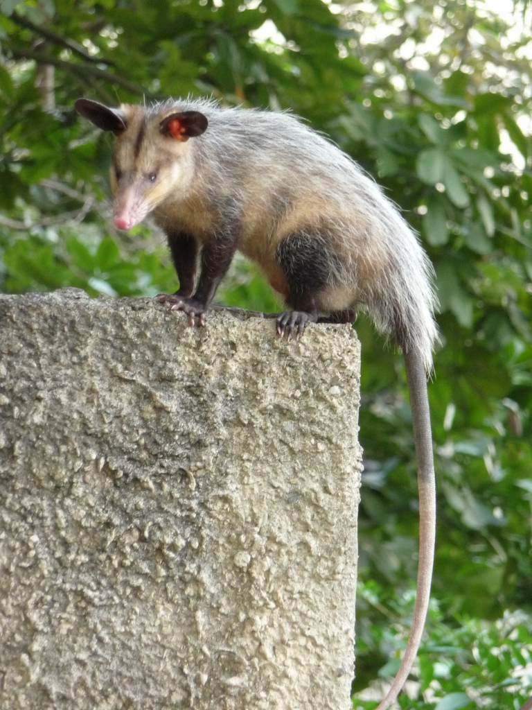 Rabipelao - common opossum, black-eared opossum (Didelphis marsupialis).jpg