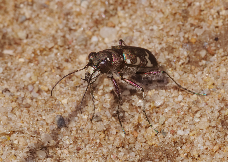 2015.07.07.-07-Mulde Eilenburg--Duenen-Sandlaufkaefer - Cicindela hybrida (northern dune tiger beetle).jpg