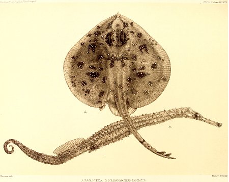 Pavoraja nitida (GUENTHER, 1880)-klein - Pavoraja nitida (peacock skate).jpg