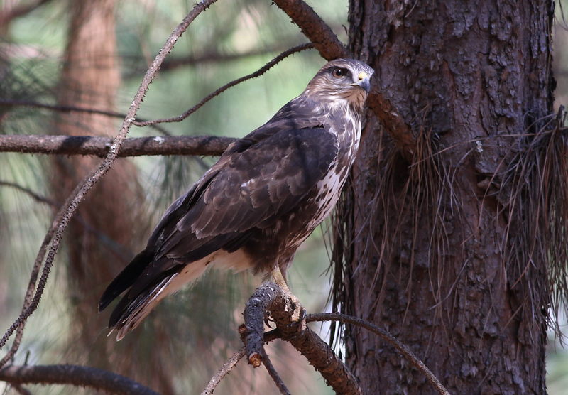 Forest Buzzard, Buteo trizonatus, at Hangklip Forest, Makhado, Limpopo Province, South Africa (20761505461).jpg