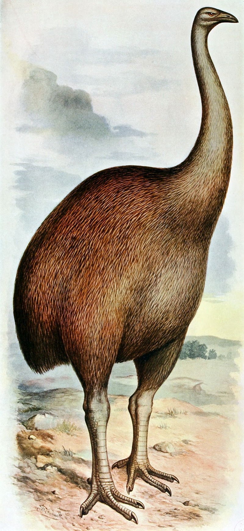 Dinornis novaezealandiae - North Island giant moa (Dinornis novaezealandiae).jpg