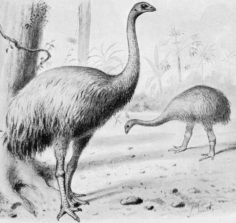 Giant moa - South Island giant moa (Dinornis robustus).jpg
