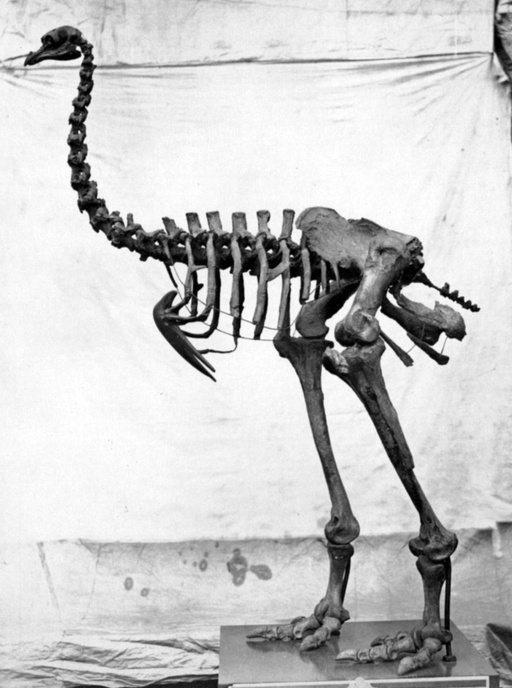 Pachyornis Fenton - heavy-footed moa (Pachyornis elephantopus).jpg