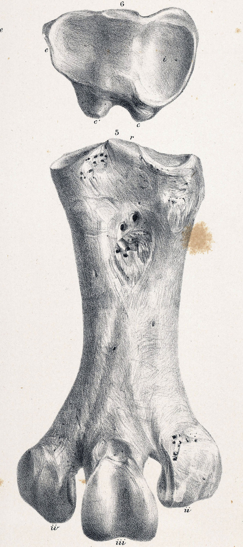 Pachyornis geranoides - Mantell's moa (Pachyornis geranoides).jpg