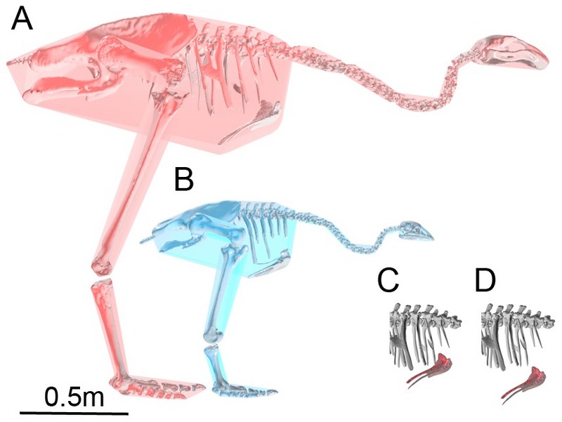Moa 2 - Dinornis robustus, Pachyornis australis.jpg