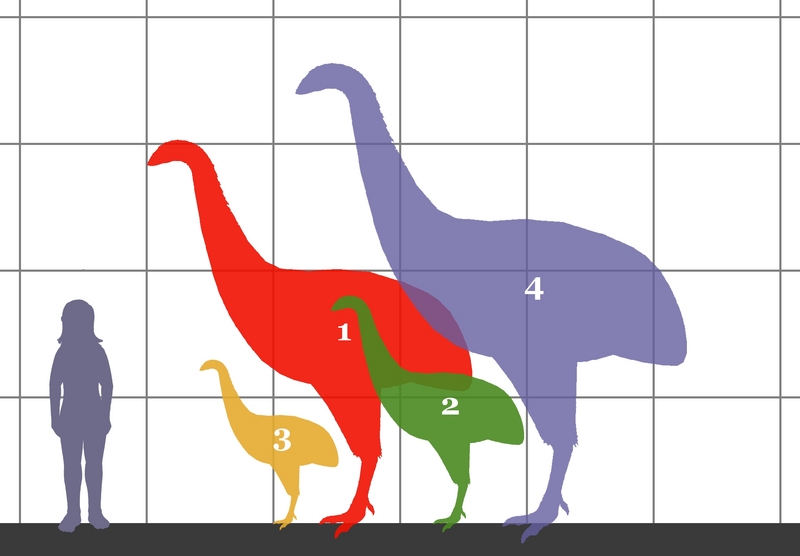 Dinornithidae SIZE 01 - moas.png