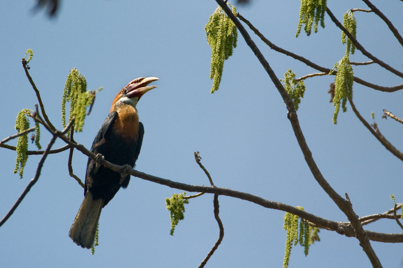 Narcondam hornbill - Narcondam hornbill (Rhyticeros narcondami).jpg