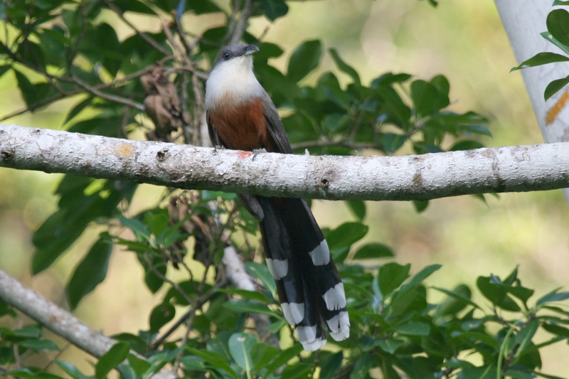 Chestnut-bellied Cuckoo 2506091171 - Chestnut-bellied cuckoo (Hyetornis pluvialis).jpg
