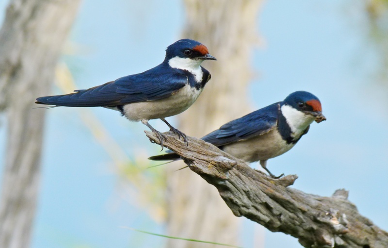 White-throated Swallows (Hirundo albigularis) (6817418149) - white-throated swallow (Hirundo albigularis).jpg