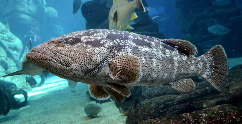 Epinephelus malabaricus in UShaka Sea World 1098 - Malabar grouper, greasy grouper (Epinephelus malabaricus).jpg