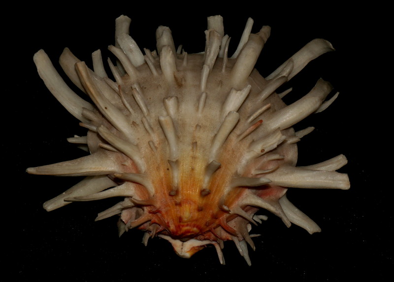 Spondylus americanus - Spondylus americanus, Atlantic thorny oyster.jpg