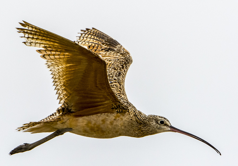 Long Billed Curlew - Flight - Long-billed curlew (Numenius americanus).jpg