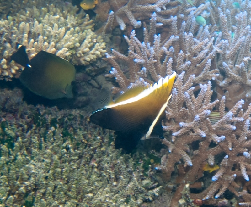 Heniochus varius, Wakaya - Horned bannerfish (Heniochus varius), Zebrasoma scopas (brown tang).jpg