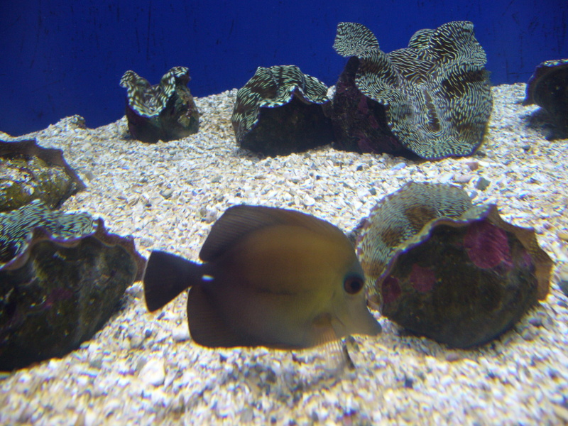 Zebrasoma scopas.1 - Aquarium Finisterrae - Zebrasoma scopas (brown tang, twotone tang).JPG