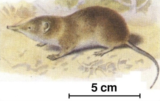Myosorex varius - forest shrew (Myosorex varius).png