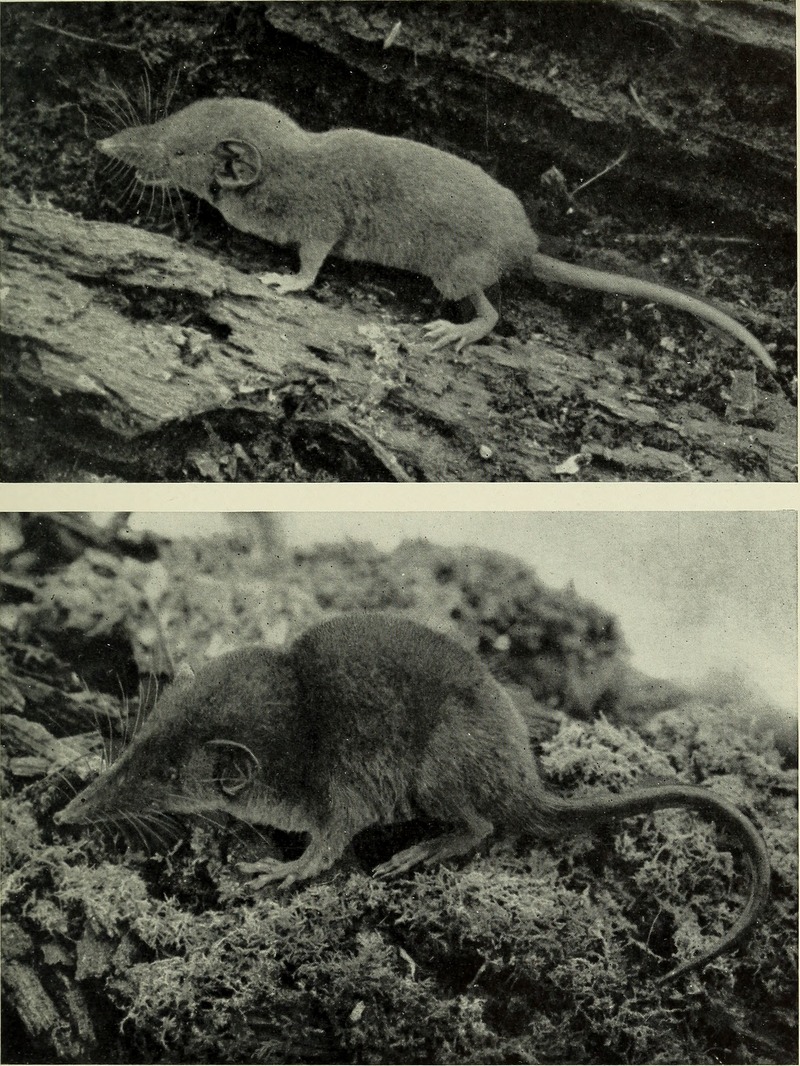 The Congo Expedition of the American Museum of Natural History (1919) (20057971114) - Lesser forest shrew (Sylvisorex oriundus).jpg