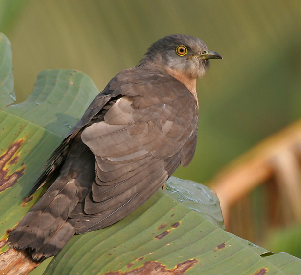 Common Hawk Cuckoo (Hierococcyx varius) on a Banana leaf at Narendrapur W IMG 4096.jpg