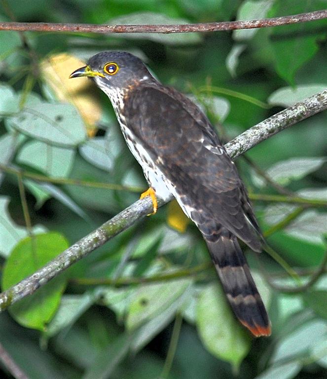 Hierococcyx fugax at Bukit Timah, Singapore - Malaysian hawk-cuckoo, Malay hawk-cuckoo (Hierococcyx fugax).jpg