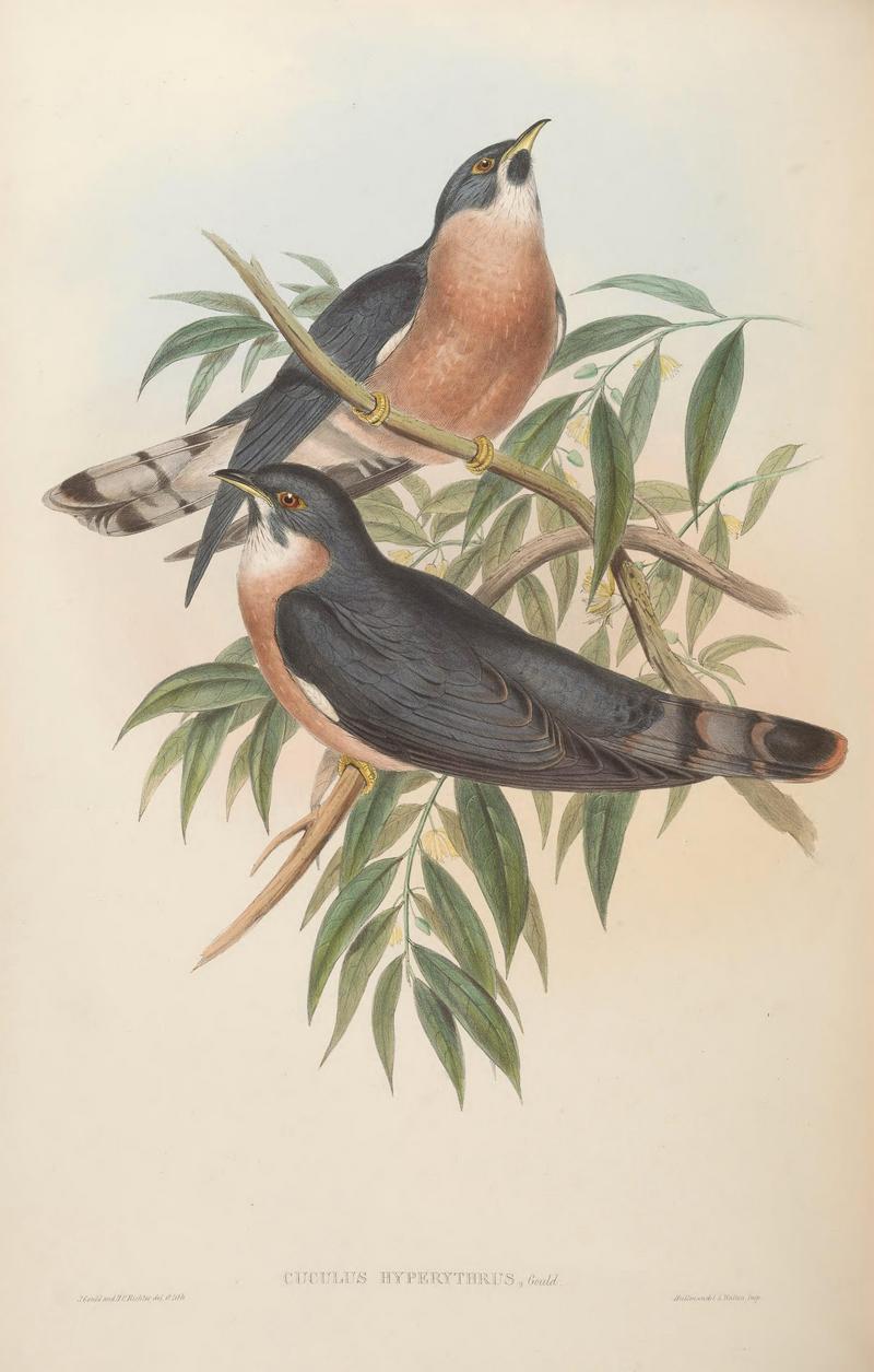 BirdsAsiaJohnGoVIGoul 0180 - rufous hawk-cuckoo, northern hawk-cuckoo (Hierococcyx hyperythrus).jpg