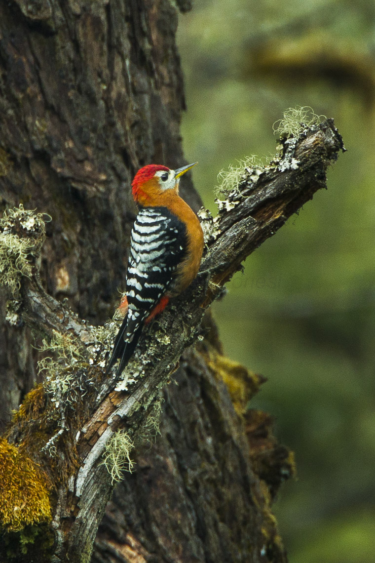 Rufous-bellied Woodpecker - Bhutan S4E8773 - rufous-bellied woodpecker, rufous-bellied sapsucker (Dendrocopos hyperythrus).jpg