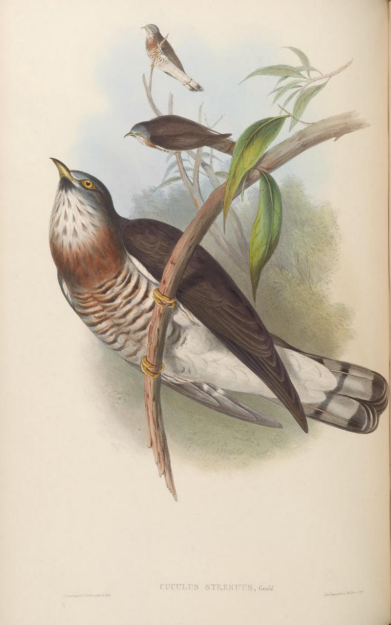 BirdsAsiaJohnGoVIGoul 0176 - large hawk-cuckoo (Hierococcyx sparverioides).jpg